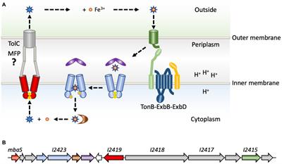 Extracytoplasmic Function Sigma Factors Governing Production of the Primary Siderophores in Pathogenic Burkholderia Species